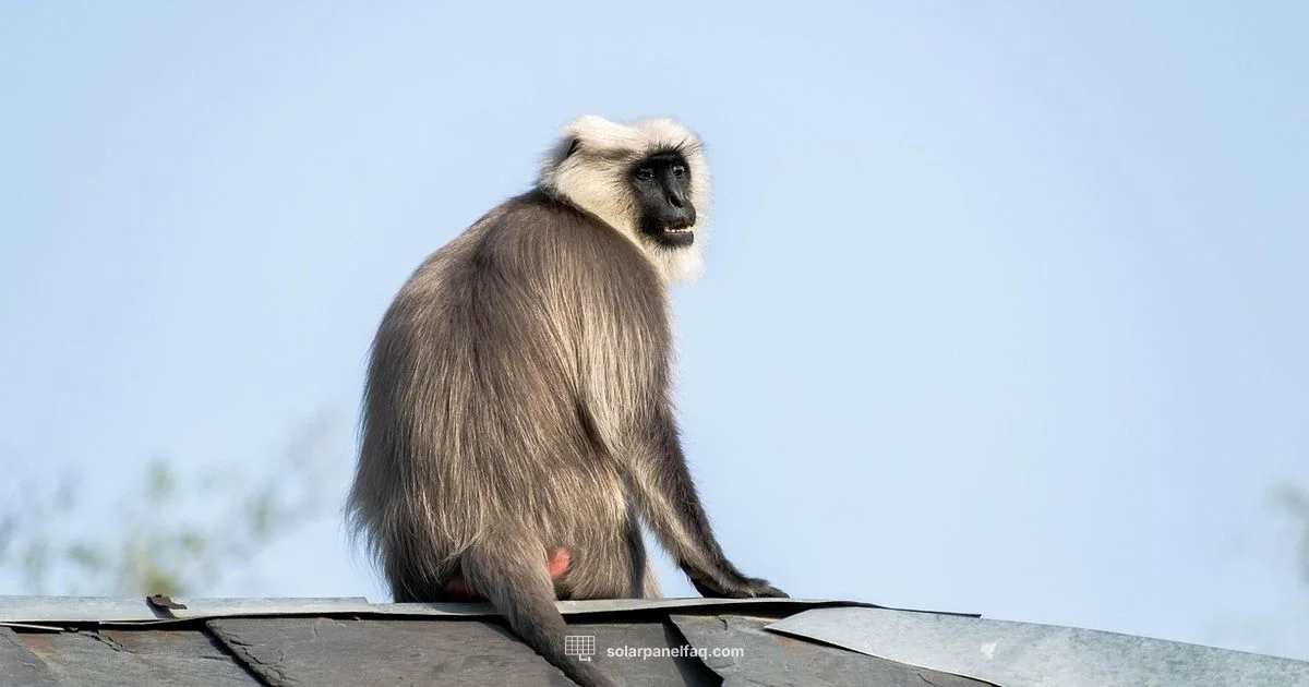 Monkey-Proof Panels Monkey-Proof Panels - Solar Panel FAQ