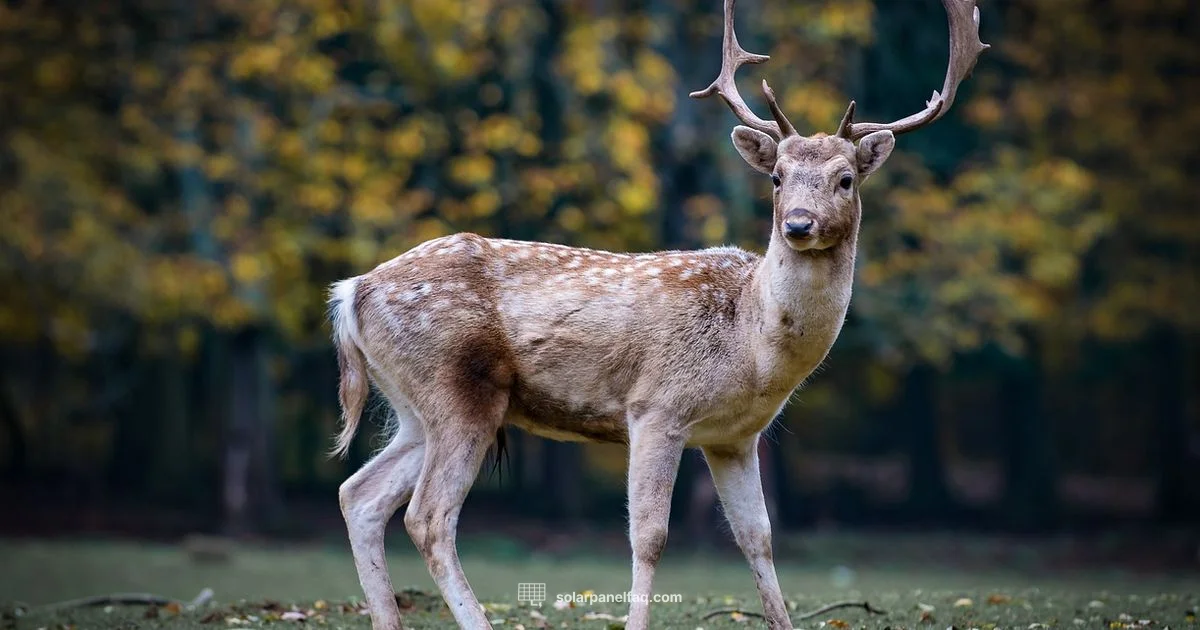 Deer Camera Solar Power - Solar Panel FAQ