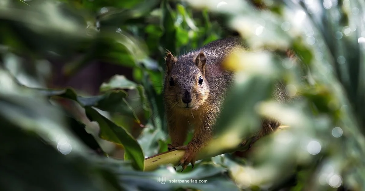 Squirrel Guard - Solar Panel FAQ