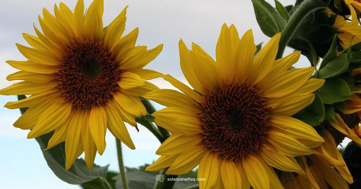 Sunflower Panel Guide - Solar Panel FAQ