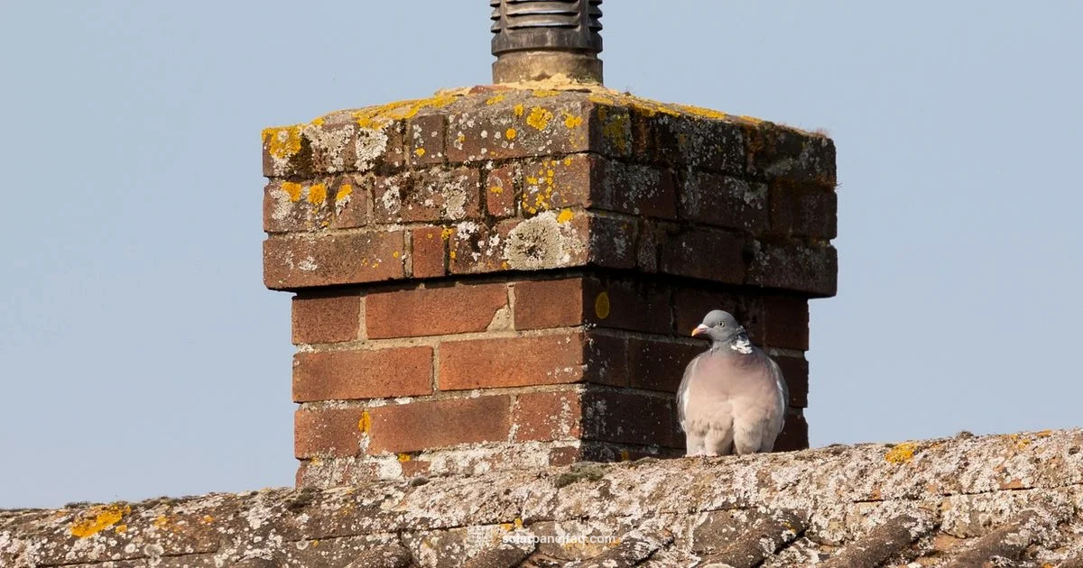 Pigeons & Solar Panels Deterrence - Solar Panel FAQ