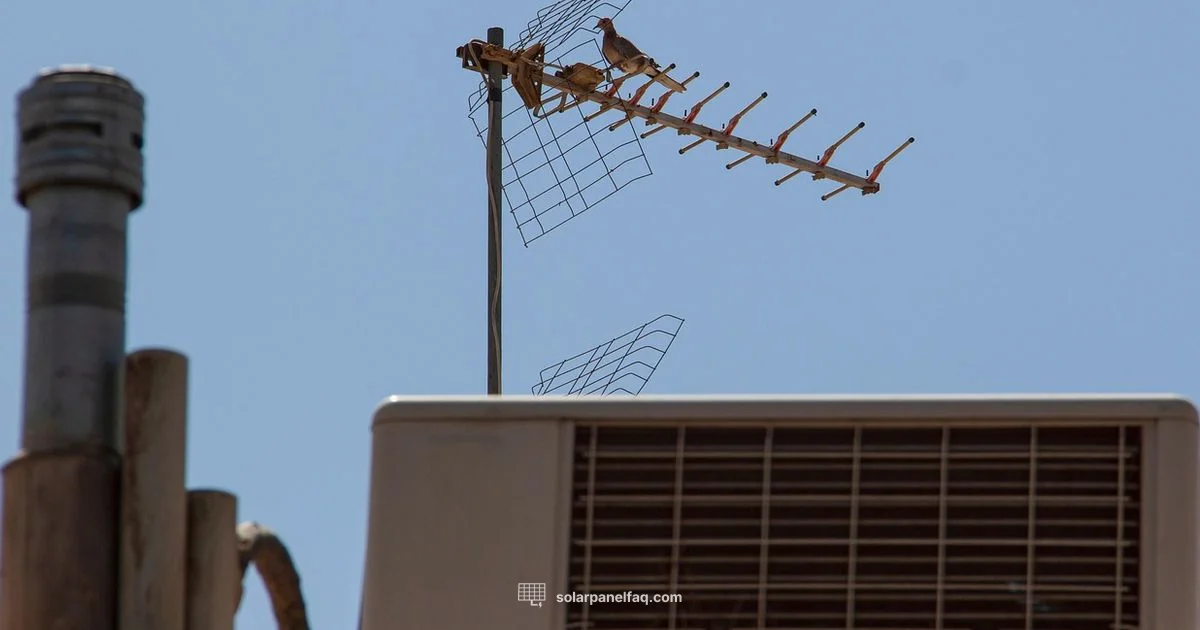 Pigeon-Proof Solar Panels - Solar Panel FAQ