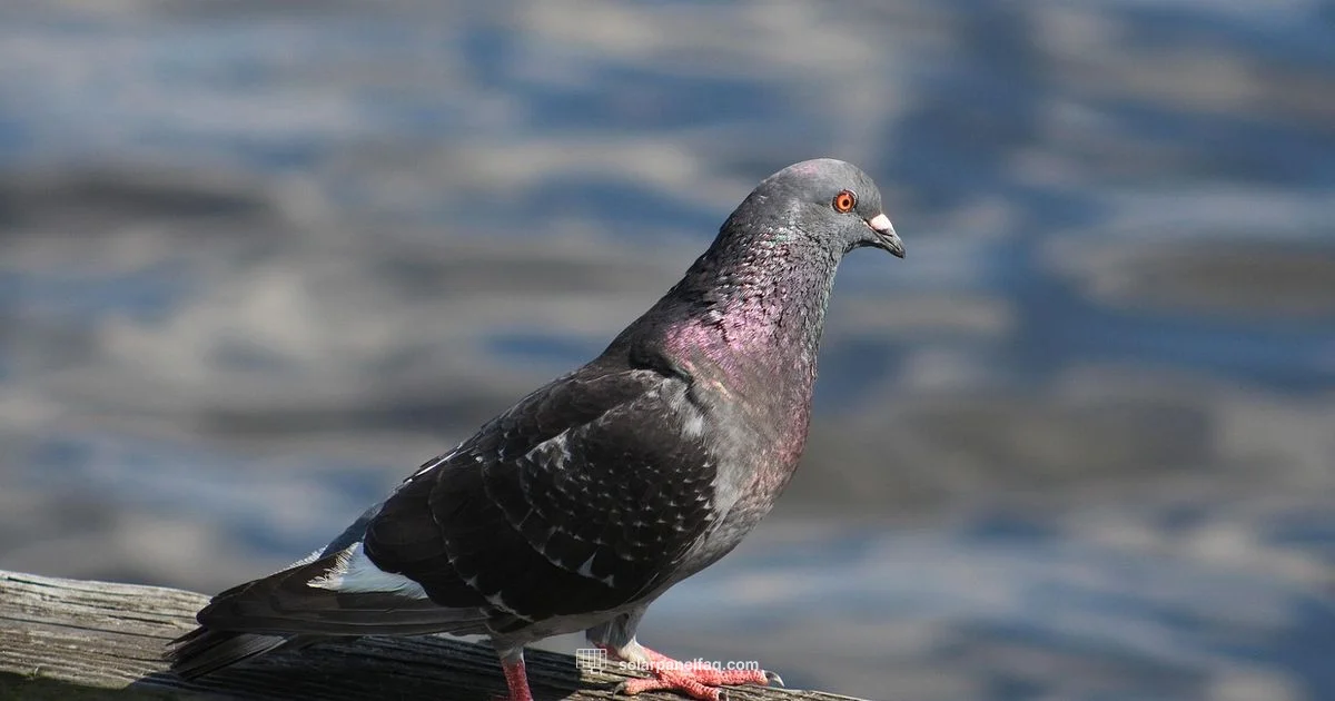 Cool Roof Setup - Solar Panel FAQ