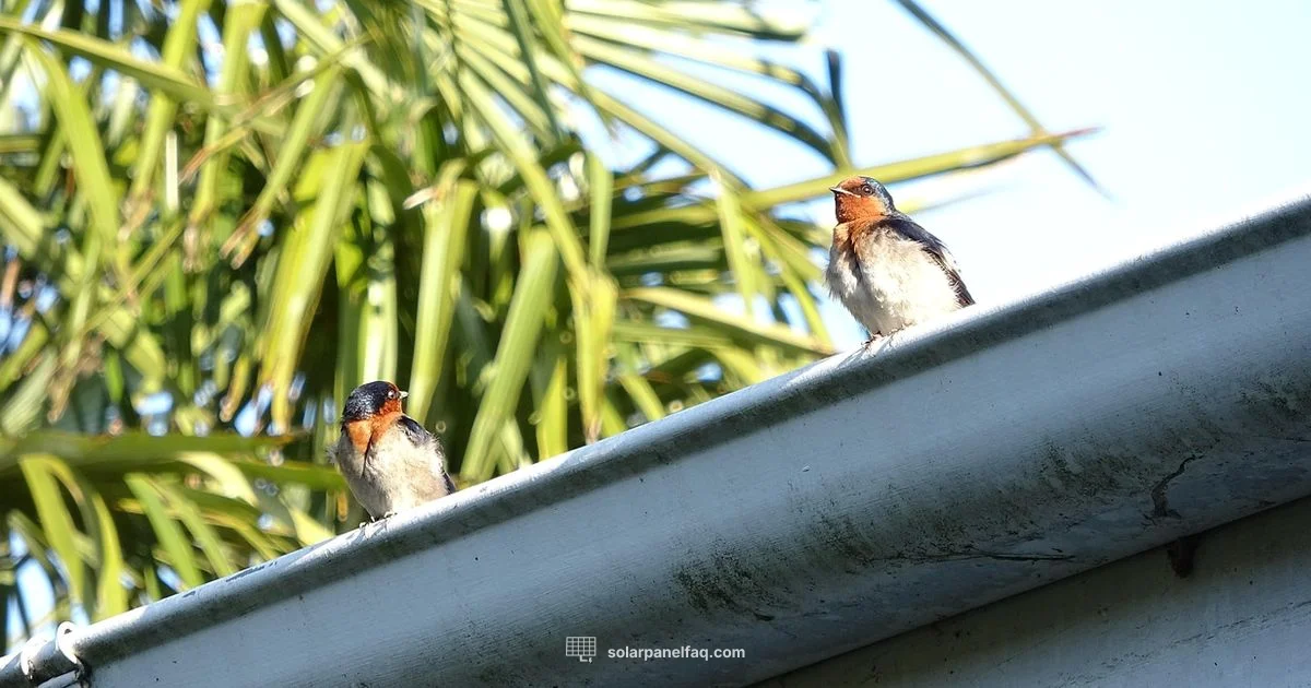 Bird Deterrents for Solar Panels - Solar Panel FAQ