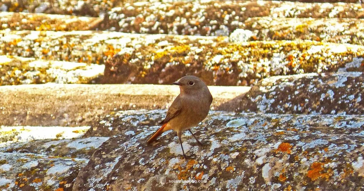 Texas Solar Install - Solar Panel FAQ