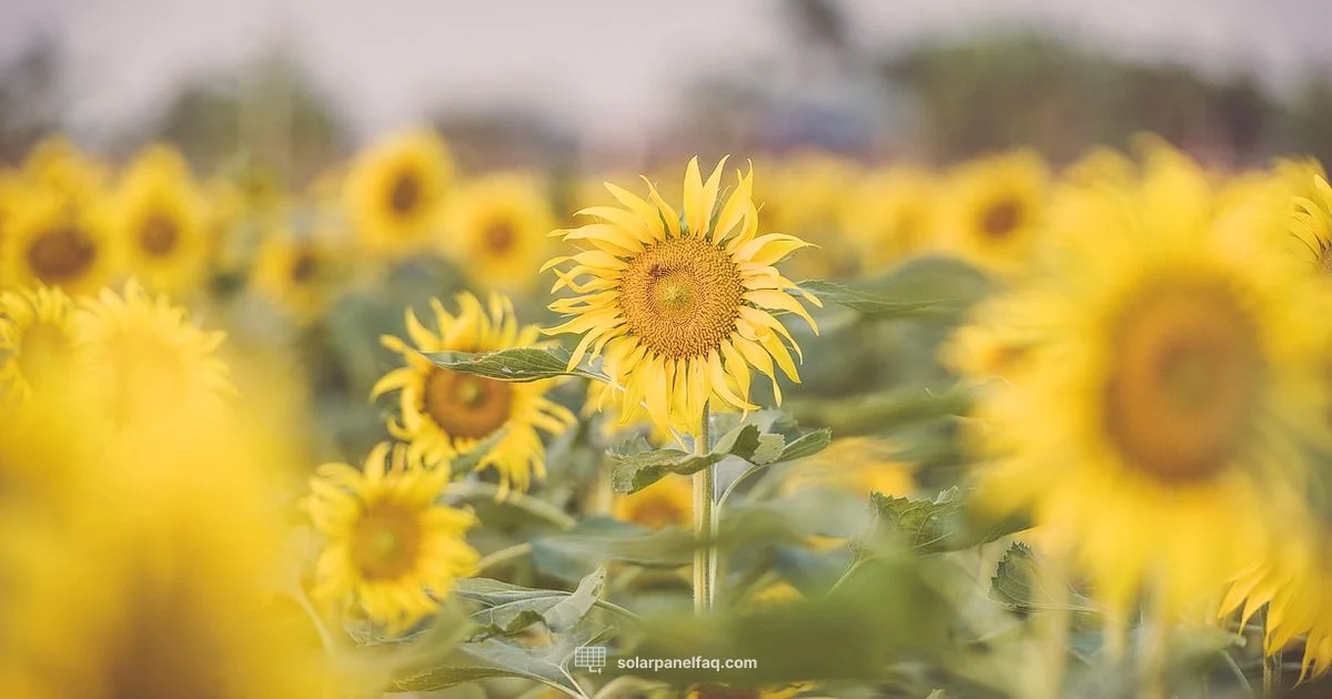 Solar-Powered Outdoors Solar-Powered Outdoors - Solar Panel FAQ