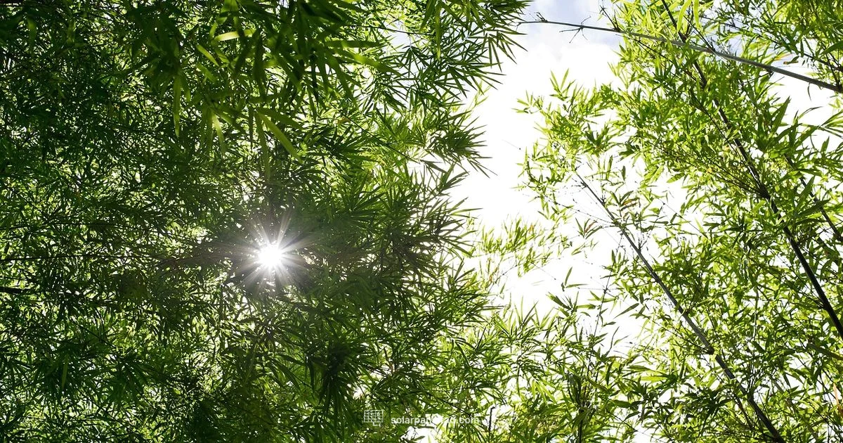 Solar Panel Tree - Solar Panel FAQ