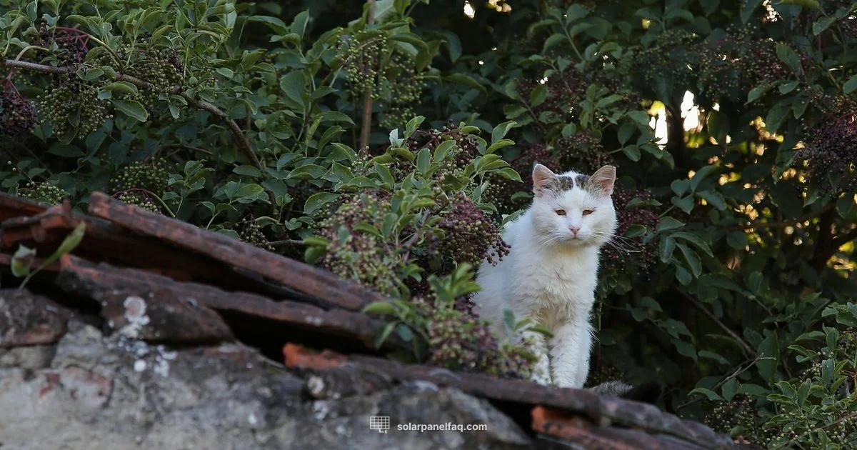 Solar Panel Reviews 2025 - Solar Panel FAQ