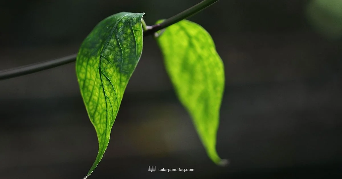 Leaf Energy Analogy - Solar Panel FAQ
