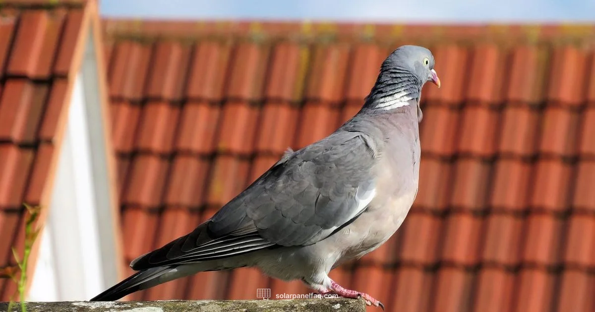 Pigeon-Proof Roof - Solar Panel FAQ