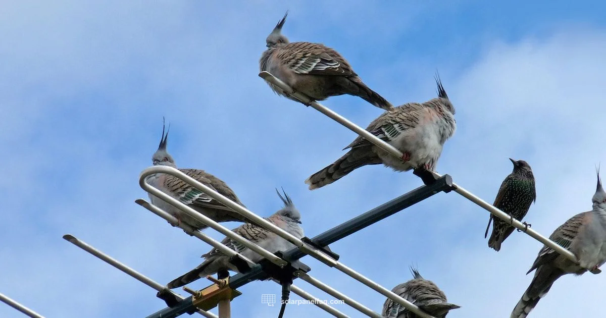 Bird Safety and Solar - Solar Panel FAQ